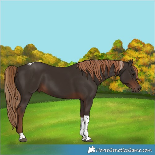 Horse Color:Liver Chestnut Tobiano 