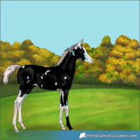 Horse Color:Watercolor Silver Black Ice Appaloosa 