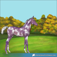 Horse Color:Watercolor White Spotted Silver Bay 