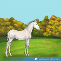 Horse Color:White Spotted Cremello Splash 