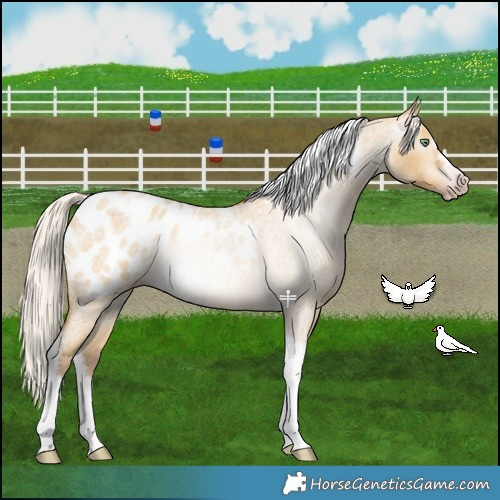 Horse Color:Gray Silver Amber Cream Champagne Roan Dun Splash Tobiano Frame Appaloosa Rabicano 