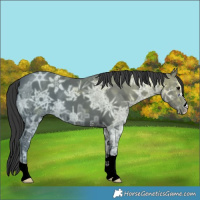 Horse Color:Black Ice 