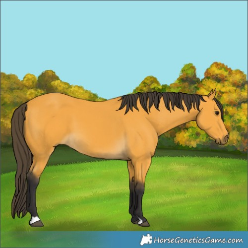 Horse Color:Buckskin 