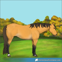 Horse Color:Buckskin 