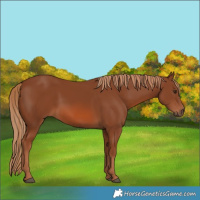 Horse Color:Chestnut 