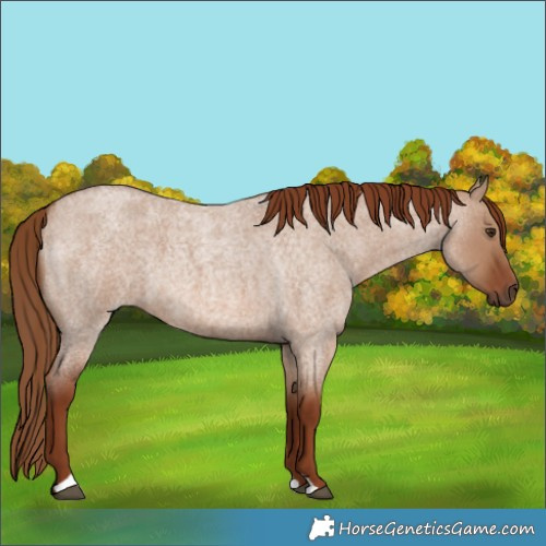 Horse Color:Red Dun Roan 