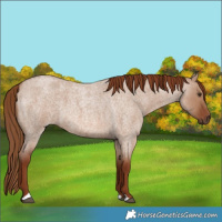 Horse Color:Red Dun Roan