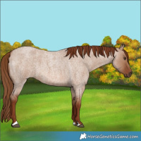 Horse Color:Red Dun Roan 