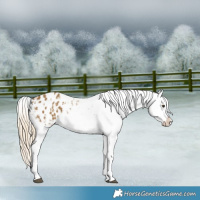 Horse Color:Chocolate Palomino Dun Appaloosa  and Chocolate Palomino Dun Appaloosa 