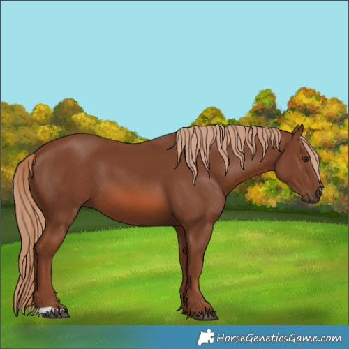 Horse Color:Chestnut 