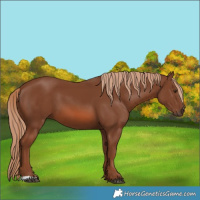 Horse Color:Chestnut 