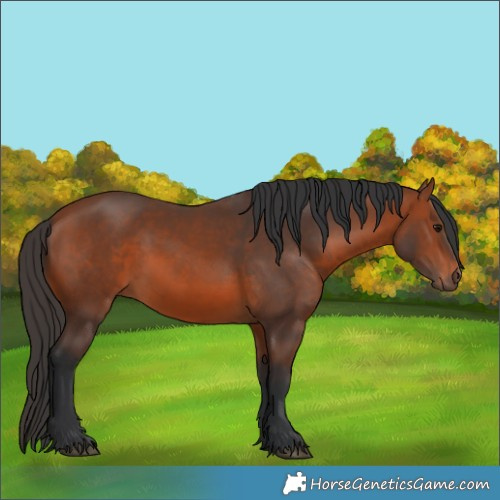 Horse Color:Bay 