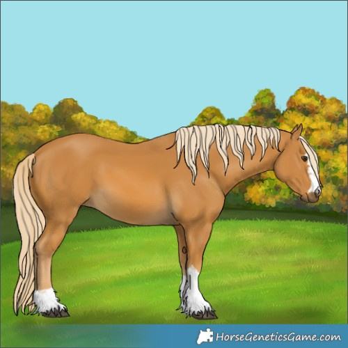 Horse Color:Palomino 