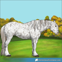 Horse Color:Chocolate Palomino Dun Appaloosa  and Smoky Grullo Appaloosa 