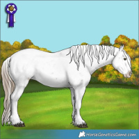 Horse Color:Chocolate Palomino Dun Appaloosa  and Smoky Grullo Appaloosa 