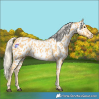 Horse Color:Palomino Near Leopard 