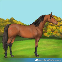 Horse Color:Bay 