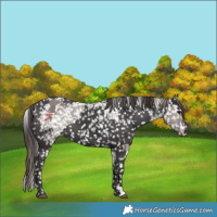 Horse Color:Smoky Grullo Blanket  and Smoky Black Snowflake Varnish Rabicano 