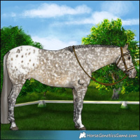 Horse Color:Buckskin Dun Appaloosa  and Buckskin Dun Appaloosa