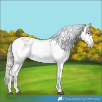 Horse Color:Chocolate Palomino Dun Snowflake Varnish  and Chocolate Palomino Dun Snowflake Varnish Rabicano 