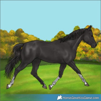 Horse Color:Smoky Black  and Smoky Black Tobiano 