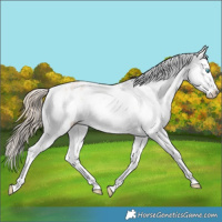 Horse Color:Perlino Dun Appaloosa and Perlino Dun Appaloosa