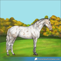 Horse Color:Buckskin Dun Snowflake Varnish  and Chocolate Palomino Dun Snowflake Varnish 