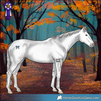 Horse Color:Gray Red Dun