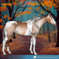 Horse Color:Gray Chocolate Bay Dun Tobiano 