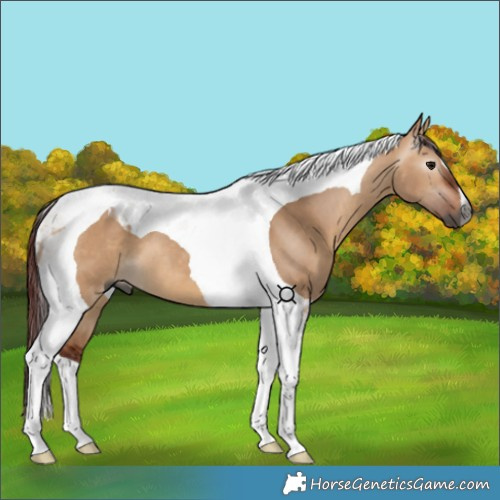 Horse Color:Gray Chocolate Bay Dun Tobiano 