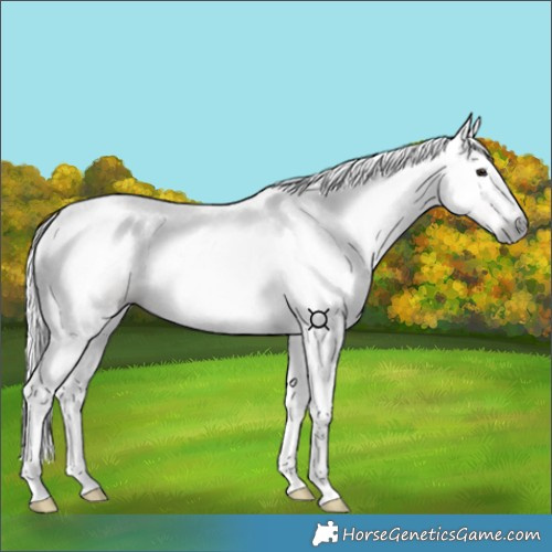Horse Color:Gray Chocolate Bay Dun 