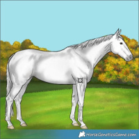 Horse Color:Gray Chocolate Bay Dun 