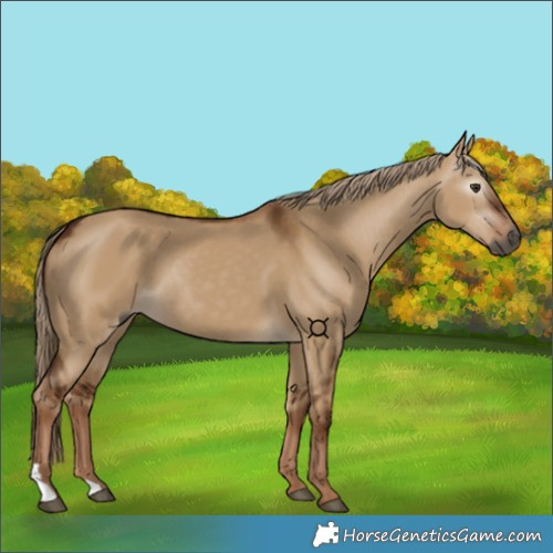 Horse Color:Gray Red Dun 