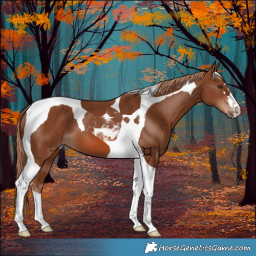 Horse Color:Chestnut Tobiano 
