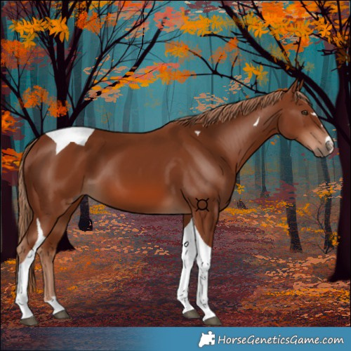Horse Color:Chestnut Tobiano 