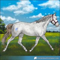 Horse Color:Buckskin Dun Appaloosa and Buckskin Dun Appaloosa