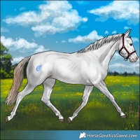 Horse Color:Buckskin Dun Appaloosa  and Buckskin Dun Appaloosa 