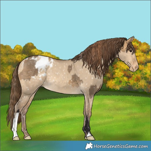 Horse Color:Buckskin Dun Appaloosa  and Sable Cream Champagne Dun Appaloosa 