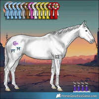 Horse Color:Gray Chestnut