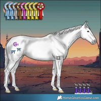 Horse Color:Gray Chestnut