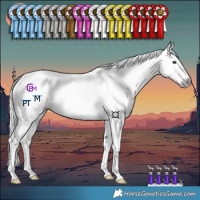 Horse Color:Gray Chestnut 