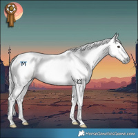 Horse Color:Gray Chocolate Bay Tobiano 