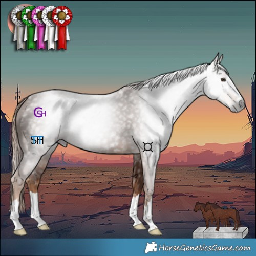 Horse Color:Gray Chestnut 