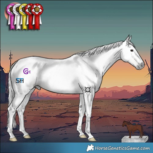 Horse Color:Gray Chocolate Bay Dun 