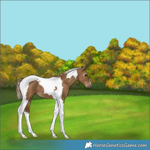 Horse Color:Gray Red Dun Tobiano 