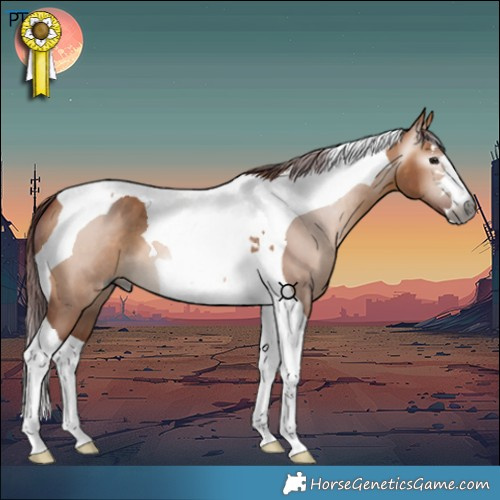 Horse Color:Gray Chocolate Bay Dun Tobiano 