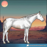 Horse Color:Gray Red Dun Tobiano 