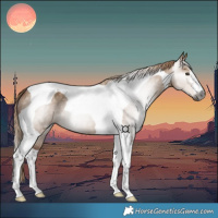 Horse Color:Gray Red Dun Tobiano