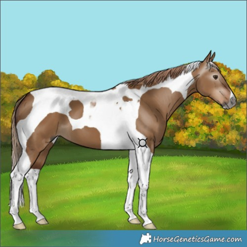 Horse Color:Gray Red Dun Tobiano 
