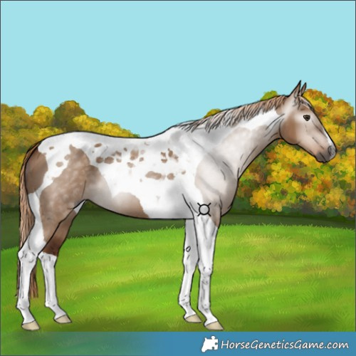 Horse Color:Gray Red Dun Tobiano 